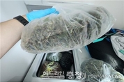 세종시·공주시 야산서 대마 수십포기 몰래 키운 2명 구속