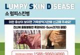 소 럼피스킨병 확산...지역 한우축제까지 피해 입을듯