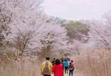 금산 보곡산골 산벚꽃축제, 이달 13일 개최