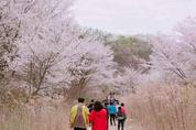 금산 보곡산골 산벚꽃축제, 이달 13일 개최