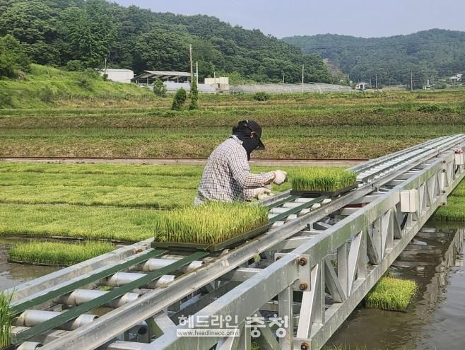 청주시, 벼 육묘이앙 자동화 단지 조성… 60ha 수혜
