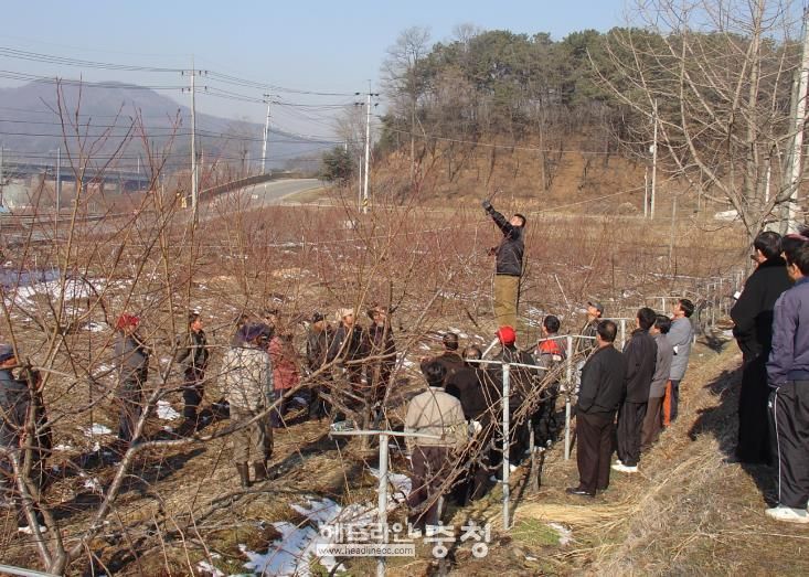세종시농기센터, 복숭아나무 동계전정 서두르지 말고 늦춰야
